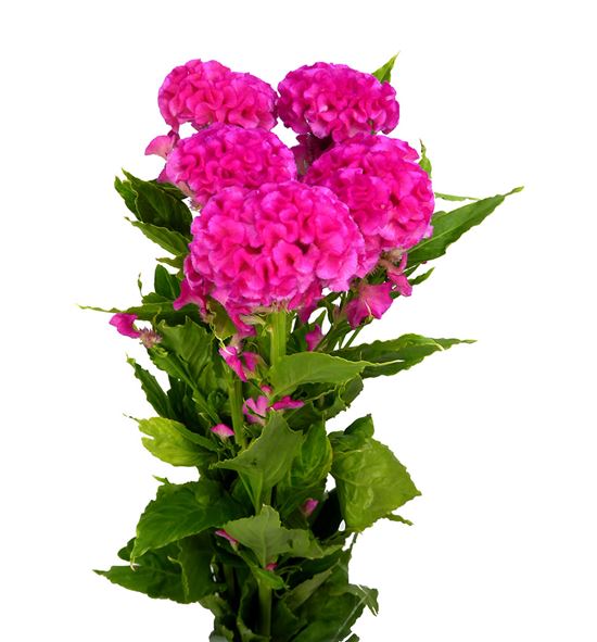 Celosia rosa - CELROS