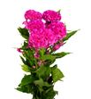 Celosia rosa - CELROS