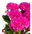 Celosia rosa - CELROS1