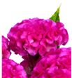Celosia rosa - CELROS2