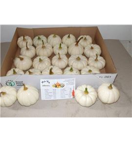 Calabaza baby boo x20 - CALBABBOO20