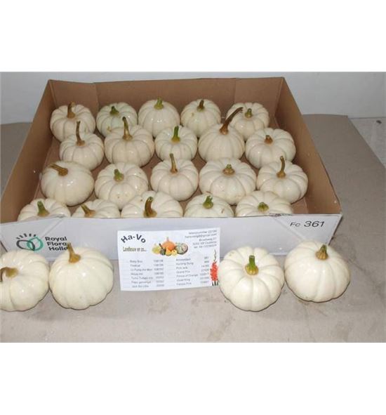 Calabaza baby boo x20 - CALBABBOO20