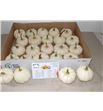 Calabaza baby boo x20 - CALBABBOO20