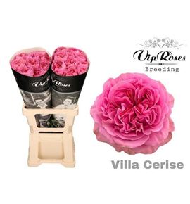 Rosa hol villa fucsia 70 - RGRVILFUC