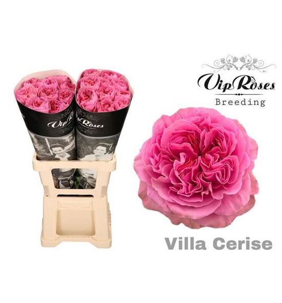 Rosa hol villa fucsia 70 - RGRVILFUC