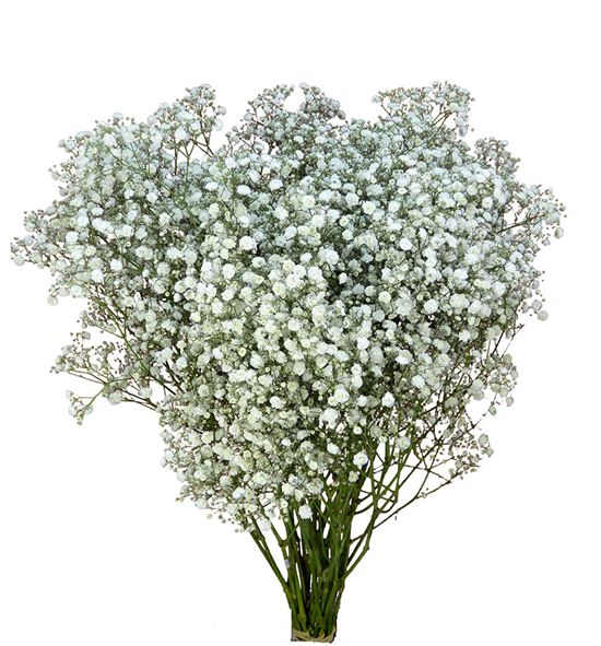 Gyps xlence 80 - GYPXLE