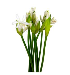 Nerine biancaneve 55 - NERBIA