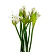 Nerine biancaneve 55 - NERBIA