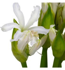 Nerine biancaneve 55 - NERBIA