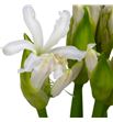 Nerine biancaneve 55 - NERBIA1