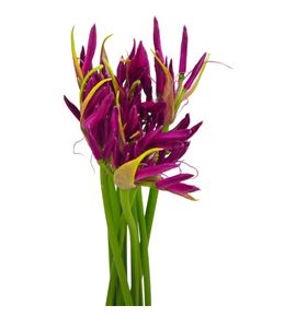 Nerine mister nick 70 - NERMISNIC