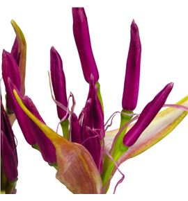 Nerine mister nick 70 - NERMISNIC