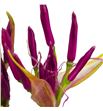Nerine mister nick 70 - NERMISNIC1