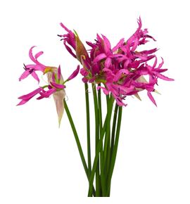 Nerine ras roon 65 - NERRASROO