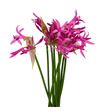 Nerine ras roon 65 - NERRASROO