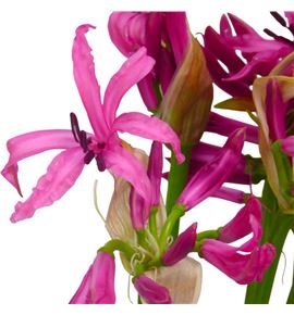 Nerine ras roon 65 - NERRASROO