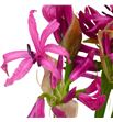 Nerine ras roon 65 - NERRASROO1
