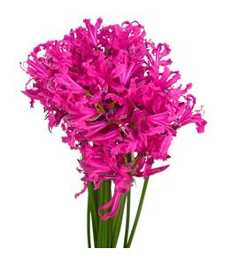 Nerine sanne 60 - NERSAN