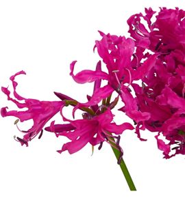 Nerine sanne 60 - NERSAN