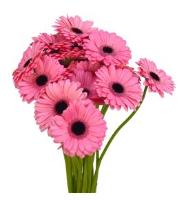 Gerb mini jolie 50 - GERMJOL