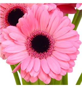 Gerb mini jolie 50 - GERMJOL