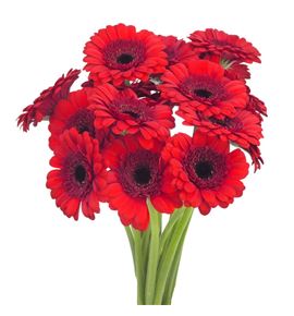 Gerb mini red ruby 50 - GERMREDRUB