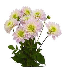 Dahlia pink delight 60 - DAHPINDEL