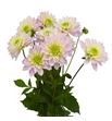 Dahlia pink delight 60 - DAHPINDEL