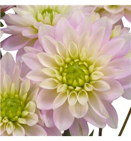 Dahlia pink delight 60 - DAHPINDEL