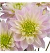 Dahlia pink delight 60 - DAHPINDEL1