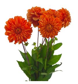 Dahlia salmon 55 - DAHSAL
