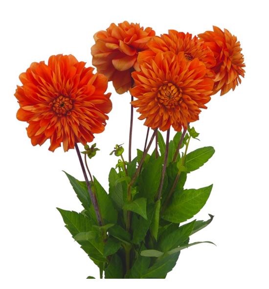 Dahlia salmon 55 - DAHSAL