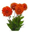Dahlia salmon 55 - DAHSAL