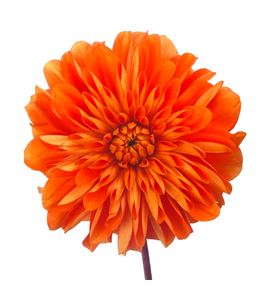 Dahlia salmon 55 - DAHSAL
