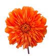 Dahlia salmon 55 - DAHSAL1