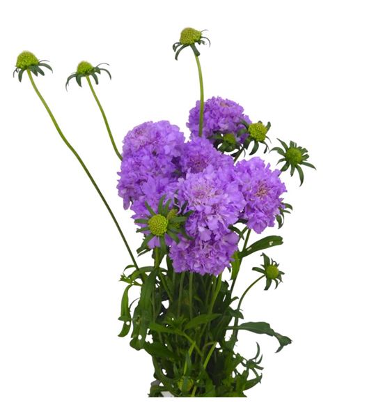 Scabiosa scoop ube 60 - SCASCOUBE