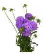 Scabiosa scoop ube 60 - SCASCOUBE
