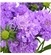 Scabiosa scoop ube 60 - SCASCOUBE1