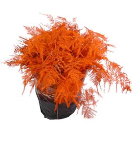 Esparraguera plumosa naranja 65 - ESPPLUNAR