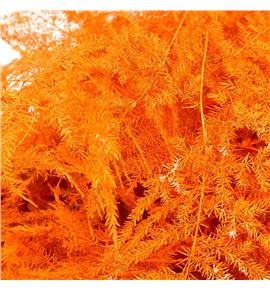 Esparraguera plumosa naranja 65 - ESPPLUNAR