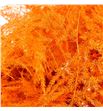 Esparraguera plumosa naranja 65 - ESPPLUNAR1