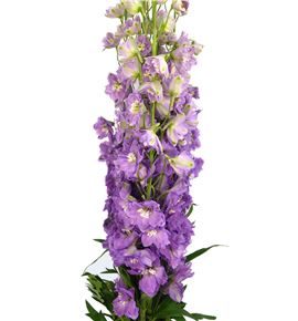 Delphinium dewi lady 80 - DELDEWLAD
