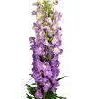 Delphinium dewi lady 80 - DELDEWLAD