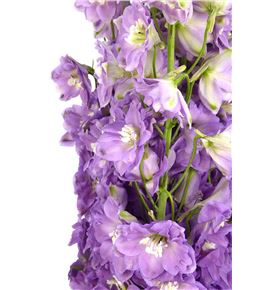 Delphinium dewi lady 80 - DELDEWLAD