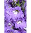 Delphinium dewi lady 80 - DELDEWLAD2
