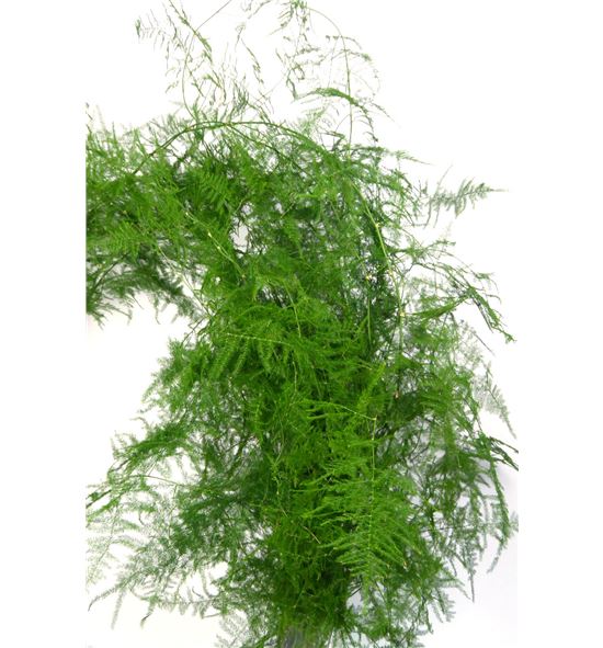 Esparraguera plumosa 80 - ESPPLU