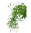 Esparraguera plumosa 80 - ESPPLU1