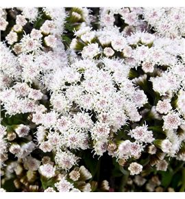 Eupatorium lucky moments 70 - EUPLUCCHA