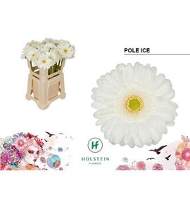 Gerbera pole ice 50 x10 - GERPOLICE5010
