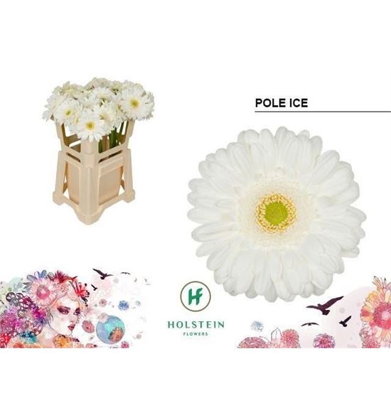 Gerbera pole ice 50 x10 - GERPOLICE5010